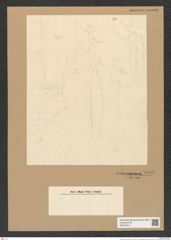 Odontotropis sp. (de-Toni-Nr.: Genus 124) Zeichnungen Sammlung Grunow Nr. 7002 (NHMW-BOT-W0375914)
